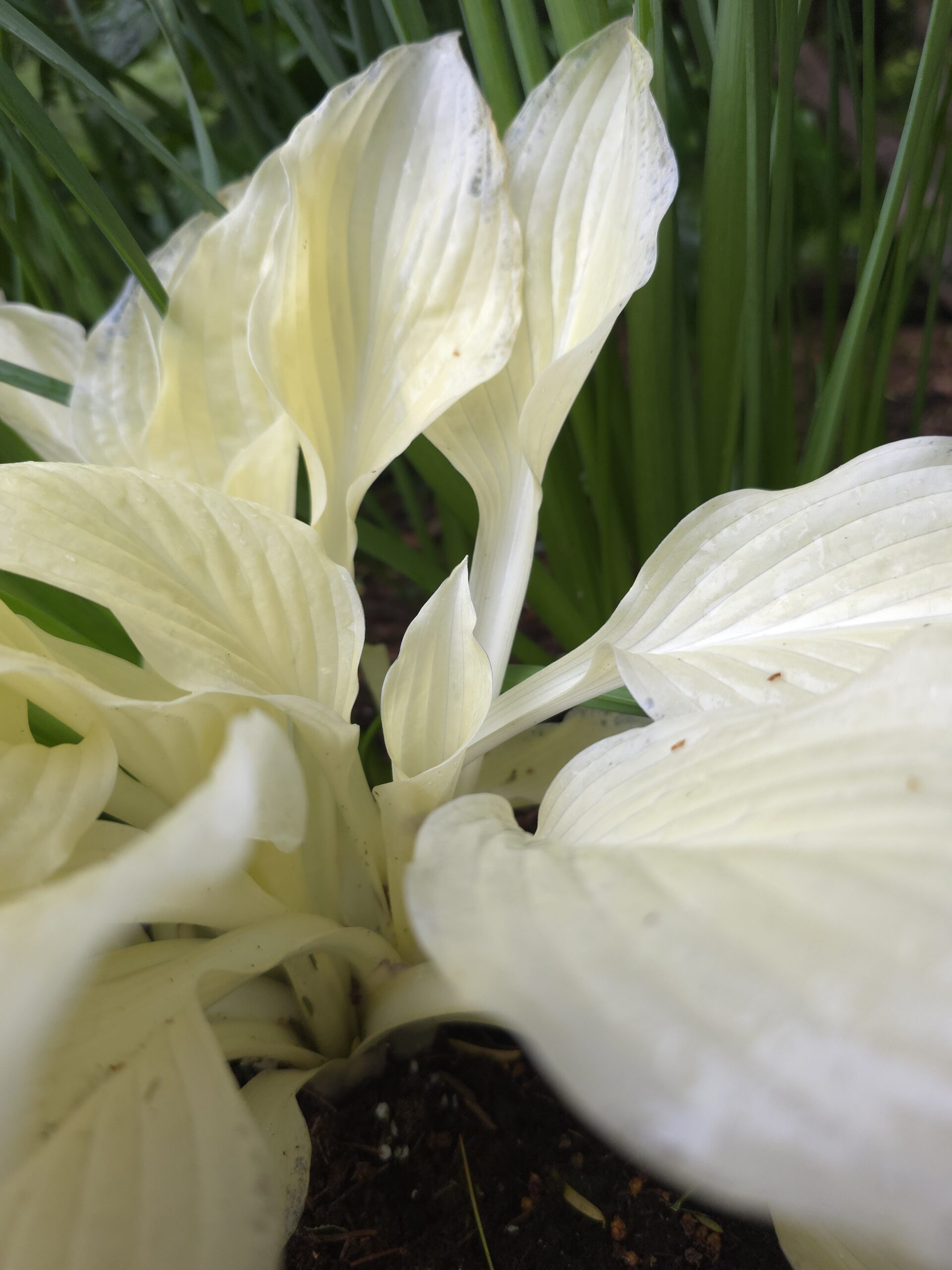 20250611 171141 Scaled